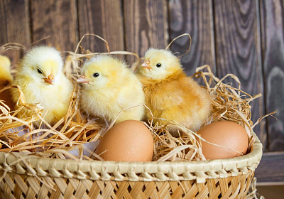 Процесс инкубации куриных яиц